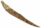 Fossil Shark (Asteracanthus) Dorsal Spine - Kem Kem Beds #244539-1